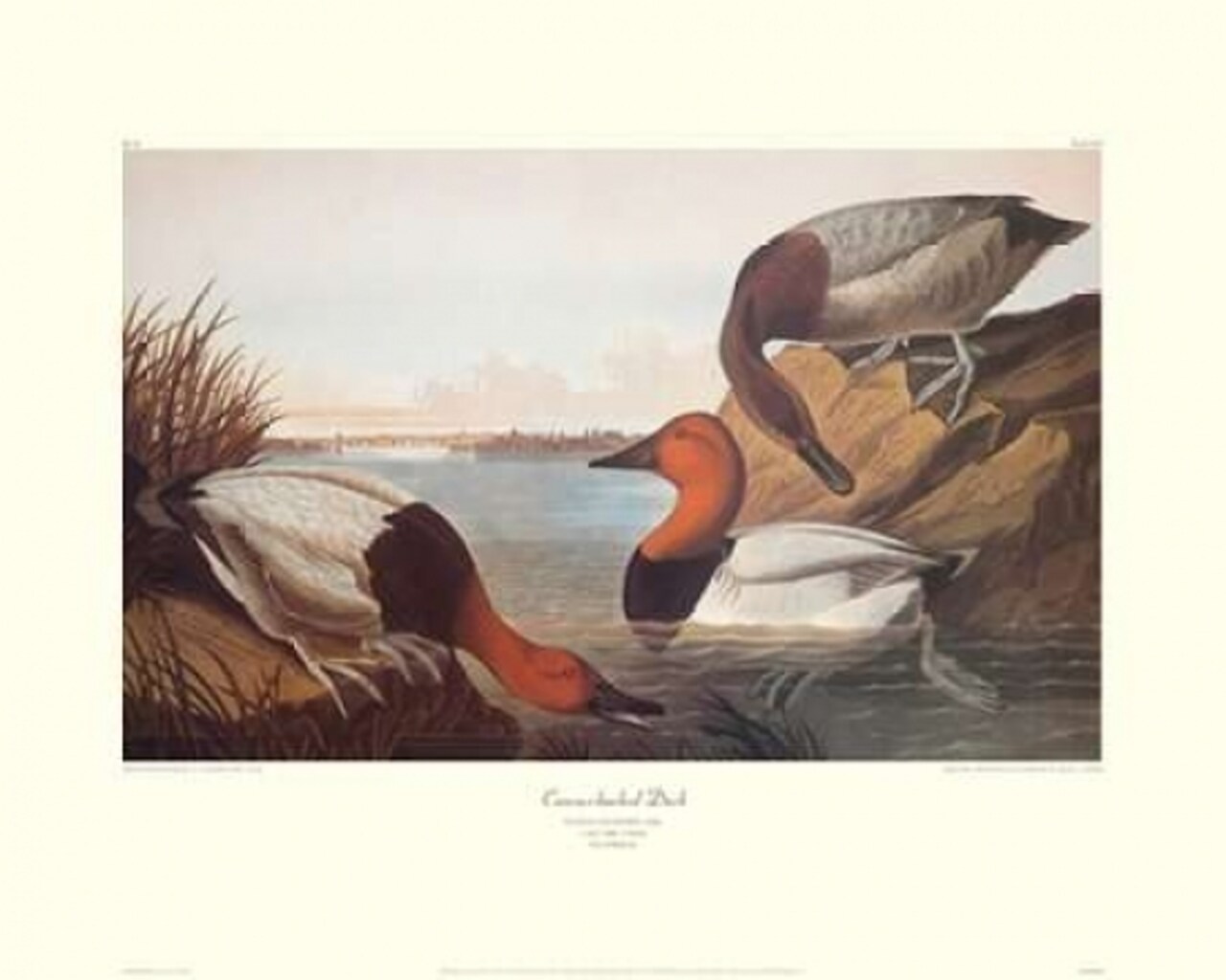 Canvas-Backed Duck Poster Print by John James Audubon - Item # VARPDX133140